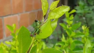昆虫，蟋蟀，大型，无脊椎动物，哥伦比亚，绿色，植物部分，叶