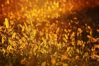 棕色的草，狐尾草，辉光草，大田坡草，釜山，韩国，傍晚，植物