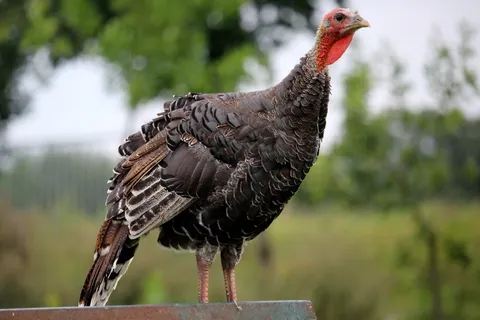 火鸡,小,深色春装,家禽,崇高,外观,鸟,动物 火鸡,小,深色春装,家禽,崇高,外观,鸟,动物