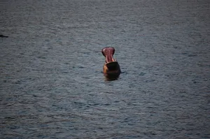 河马，领地，河马，动物，野生，危险，支配，一人