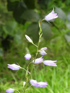 野花,紫色,小花,紫色花,开花植物,花,植物,新鲜度 野花,紫色,小花,紫色花,开花植物,花,植物,新鲜度
