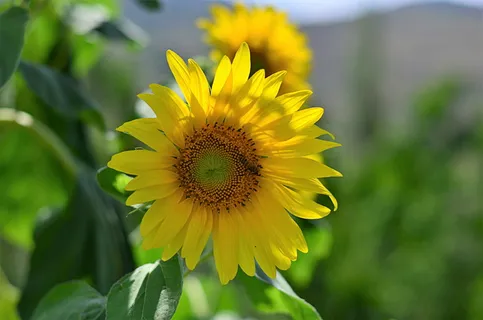 浅色,焦点,黄色,花瓣状花朵,花朵,奇切瓦鲜活,色彩鲜艳,花朵 浅色,焦点,黄色,花瓣状花朵,花朵,奇切瓦鲜活,色彩鲜艳,花朵