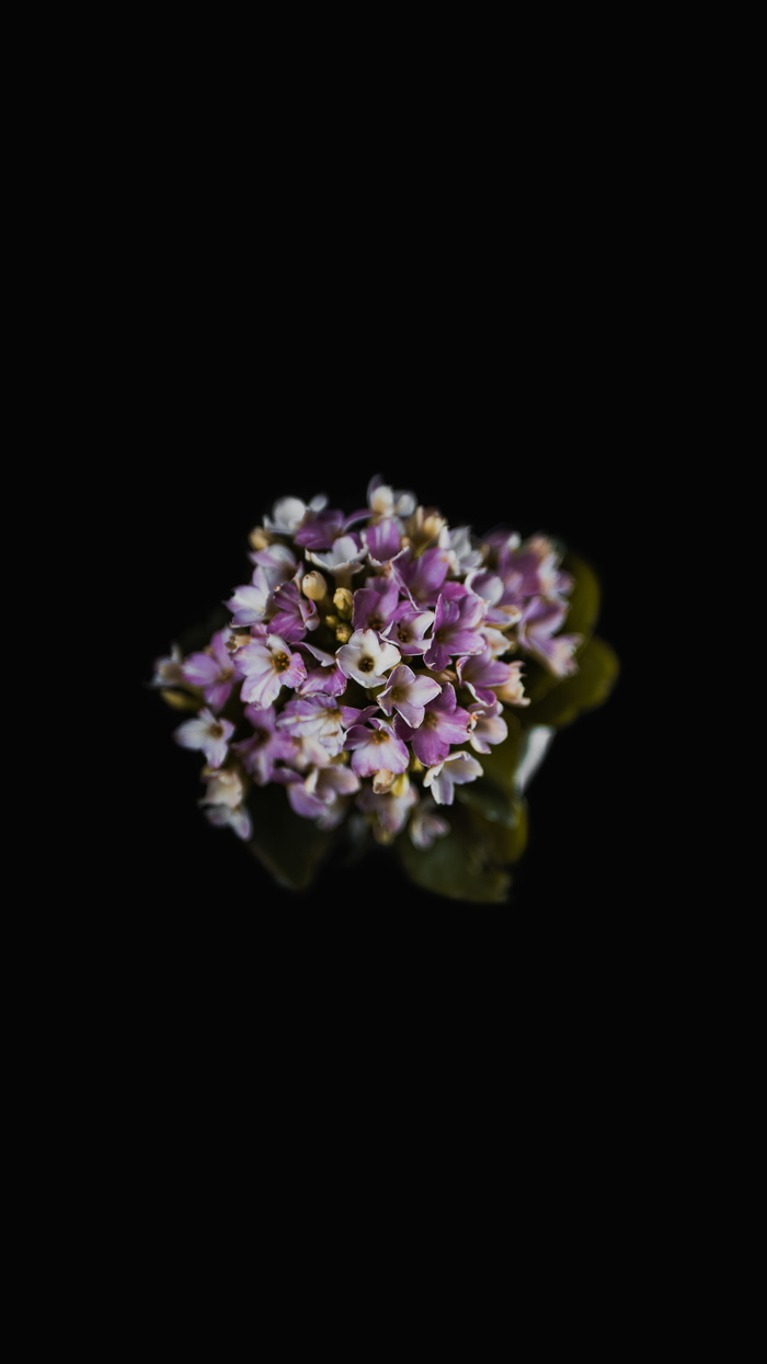 紫色花瓣的选择性聚焦照片
