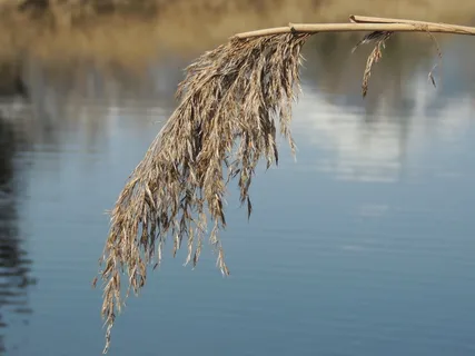 芦苇、池塘、沼泽植物、湿地、植物、水、反射