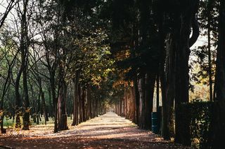 公园里一条阳光明媚的小路，两边都有树木和灌木丛