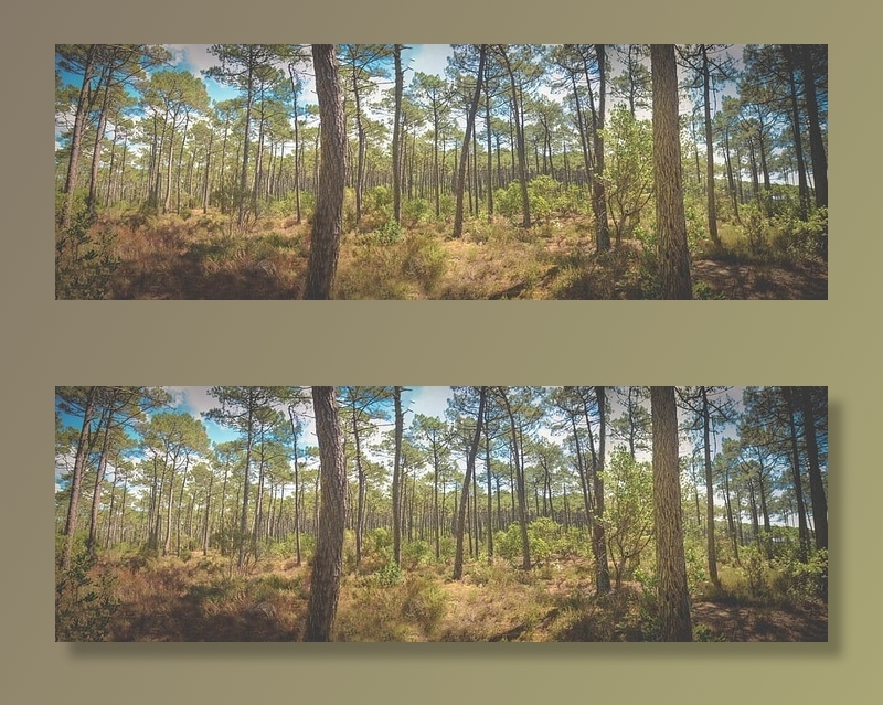 景观、自然、夏天、太阳、日光、环境、森林、草地