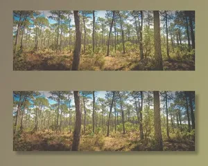 景观、自然、夏天、太阳、日光、环境、森林、草地