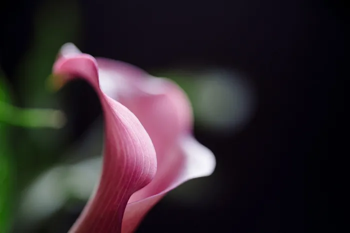 选择性，聚焦照片，粉色，马蹄莲，马蹄莲，花朵，自然，花朵