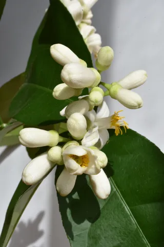 柠檬，花，家，颜色，白色，背景，花，芽