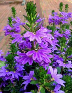 花,花,夏天,紫色,有,夏天的花,美丽,花园里的植物 花,花,夏天,紫色,有,夏天的花,美丽,花园里的植物