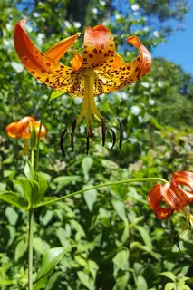 百合是一种亚洲百合,原产于中国、日本、韩国和俄罗斯远东地区。 百合是一种亚洲百合,原产于中国、日本、韩国和俄罗斯远东地区。