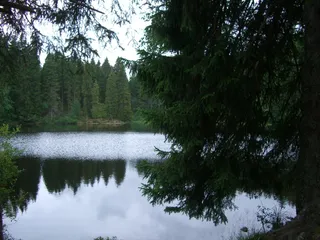 mathisleweiher、bog lake、mirroring、firs、hinterzarten、黑森林、树木、植物