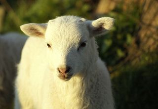 羔羊肉，梦幻，夕阳，明亮，情绪，阿本斯汀芒，舍弗钦，累了