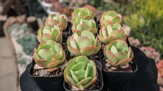 植物，人，人，花，花，芦荟，仙人掌，郁金香