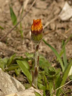 tussilago farfara, 药用植物, tussilago, 复合材料, 菊科, 春天的花朵, 开花