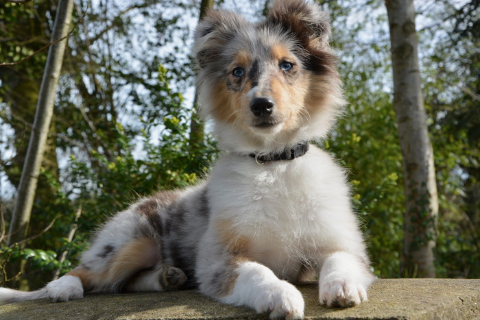 狗，幼犬，幼犬，母犬贵族蓝，蓝眼睛，蓝眼睛设得兰牧羊犬，动物，宠物