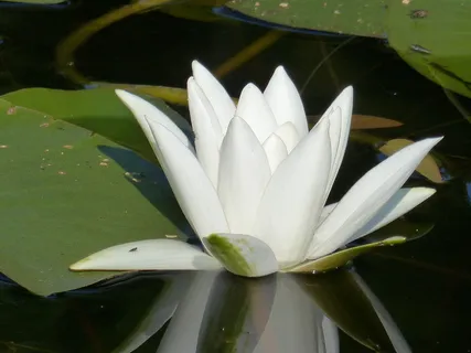 睡莲,百合,白色,叶子,灰尘,白色,水,夏天,花 睡莲,百合,白色,叶子,灰尘,白色,水,夏天,花