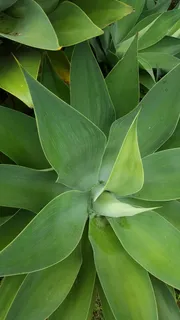自然,叶子,小册子,植物,绿色,生长,自然之美,植物部分 自然,叶子,小册子,植物,绿色,生长,自然之美,植物部分