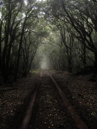 白天，高大树木之间的棕色泥土地面通道
