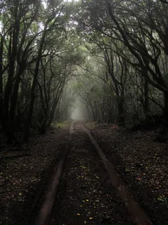 白天,高大树木之间的棕色泥土地面通道 白天,高大树木之间的棕色泥土地面通道