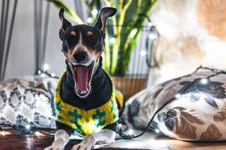 狗，圣诞节，圣诞灯，圣诞墙纸，宠物，navidad，灯，内饰