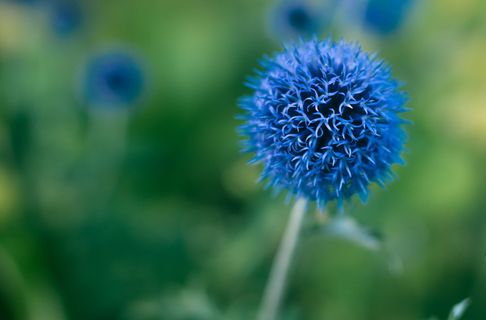 伦敦, 英国, 散景, 花, 维多利亚, 公园, 蓝色, 开花植物