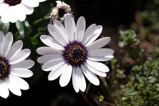 开普雏菊、花朵、白色、花园、花园中、春天、花朵、植物群