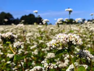 花，田野，自然，野花，乡村，野花，野花，草原