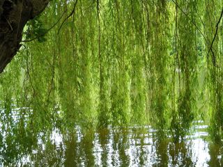 牧场，河流，河岸，田园，小树林，河流，河岸，海岸雨，舒适