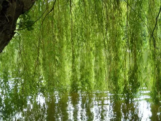 牧场，河流，河岸，田园，小树林，河流，河岸，海岸雨，舒适