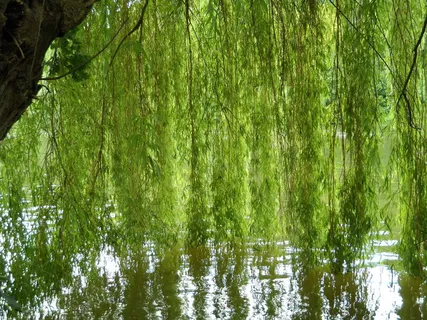 牧场,河流,河岸,田园,小树林,河流,河岸,海岸雨,舒适 牧场,河流,河岸,田园,小树林,河流,河岸,海岸雨,舒适