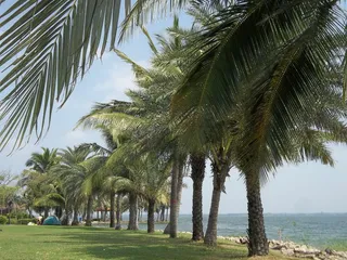 壮观的图像，河流，天空，椰子树，树，植物，棕榈树，水