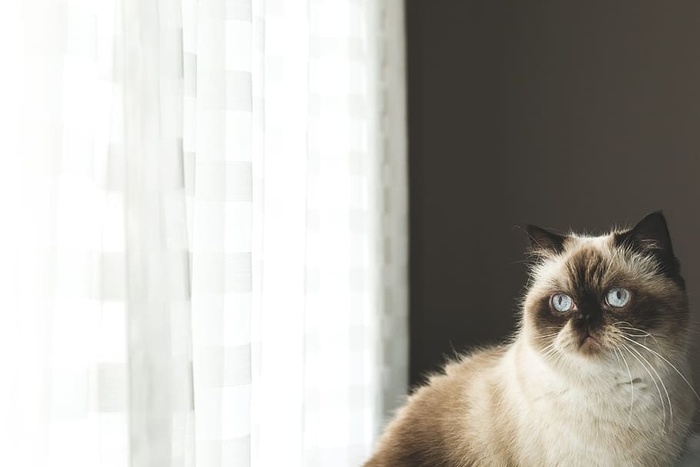 蓝眼睛波斯猫靠窗照