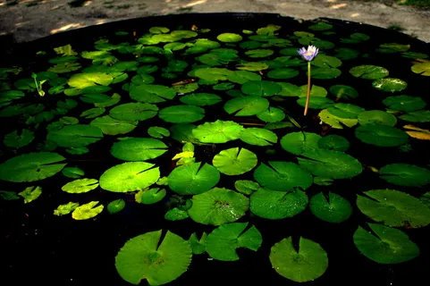 斐济,百合花垫,花,叶,植物部分,植物,生长,水 斐济,百合花垫,花,叶,植物部分,植物,生长,水