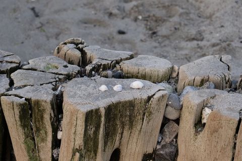 自然，水域，木材，丁坝，防波堤，科克尔斯，海滩，海滩布恩