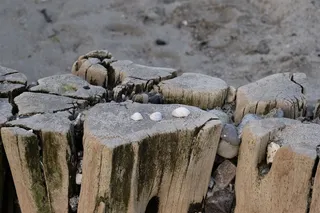 自然，水域，木材，丁坝，防波堤，科克尔斯，海滩，海滩布恩