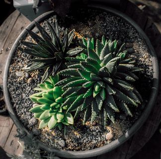 barrio italia, 仙人掌, 增长, 植物, 绿色, 盆栽, 没有人, 自然