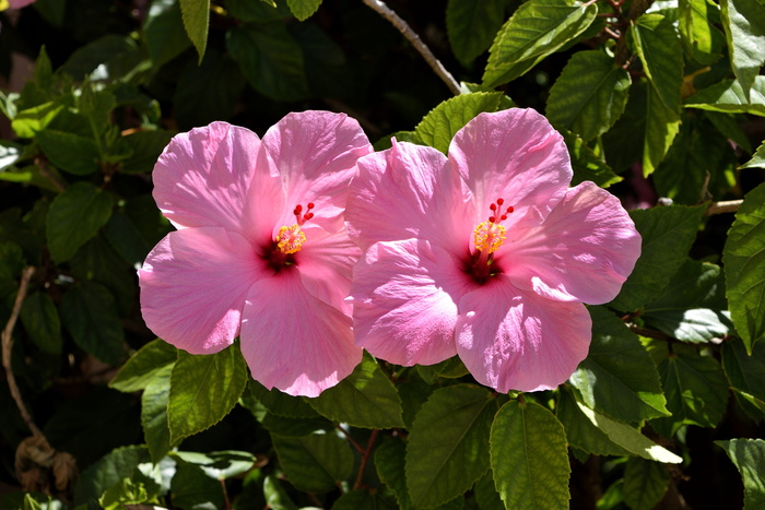 两朵粉红色的芙蓉花