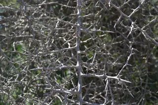 刺，黑刺，质地，多刺，树枝，树，植物，低温