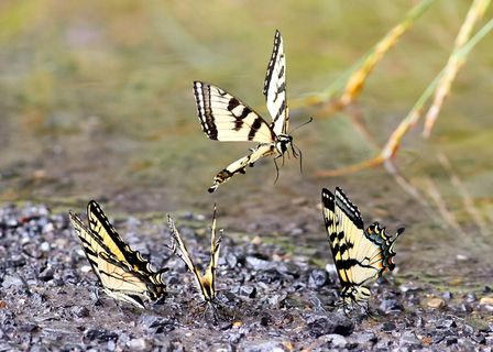 美国，西港，糖营路335号，蝴蝶，黄色，翅膀，断裂，昆虫