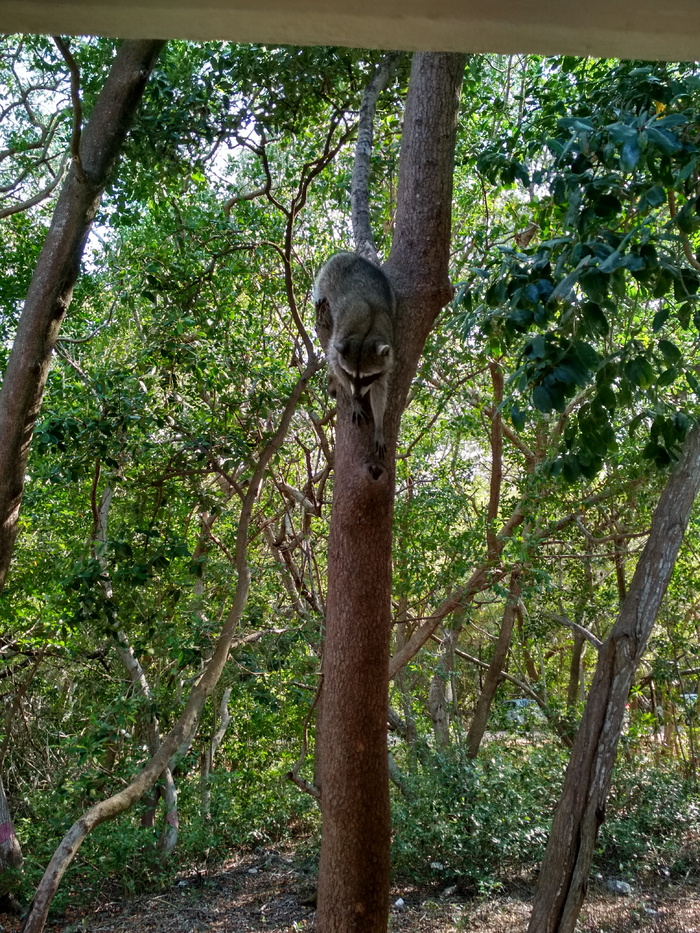 墨西哥塞莱斯特，calle 11，树上的浣熊，mapache，动物Yucatan，浣熊，mapache en unárbol