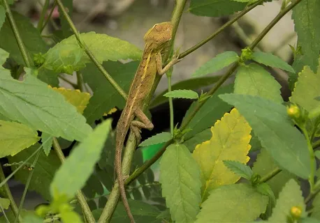 变色龙、树叶、灌木、动物、爬行动物、绿色、脊椎动物、迷彩