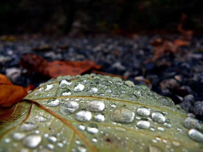 下降, 雨, 叶, 自然, 图片, 美丽, 水, 湿