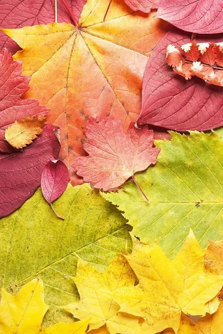 秋天，背景，美丽，明亮，颜色，土地，树叶，枫树