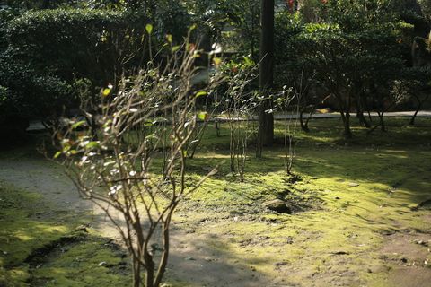 植物、苔藓、土地、自然、户外、草、树、植被