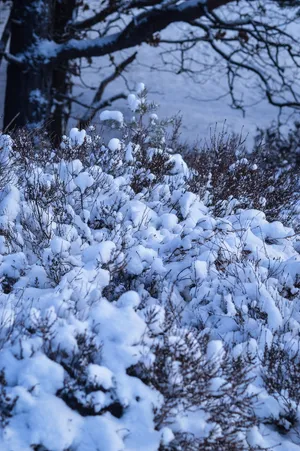 暴风雪、雪、户外、冬季、风暴、自然、天气、冰