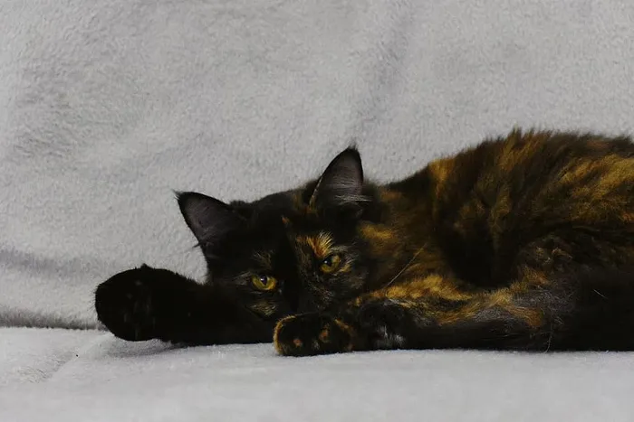 黑猫睡觉的照片