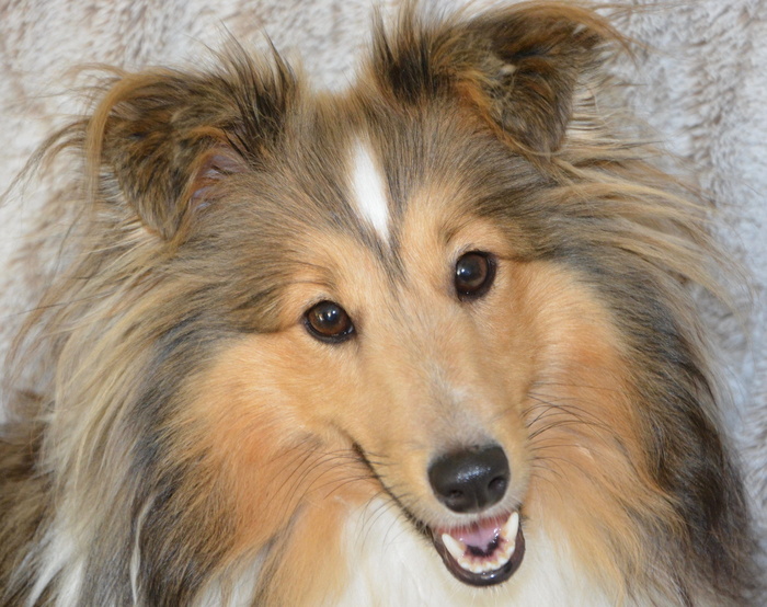 狗, 婊子设得兰群岛牧羊犬, 婊子 nayana, 黑色覆盖色小鹿, 肖像, 棕色的眼睛, 国内, 纯种