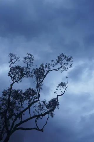 澳大利亚，悉尼，本地人，树，自然，树胶树，云，心情