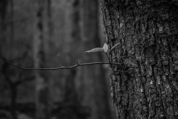 带树枝树木的灰度摄影